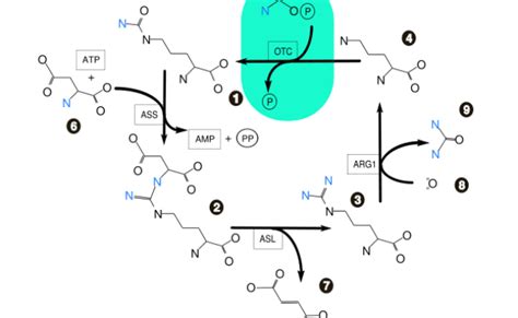 Reactions Of Urea Cycle1310620612466 Png 781 914 Ciclo De La Urea