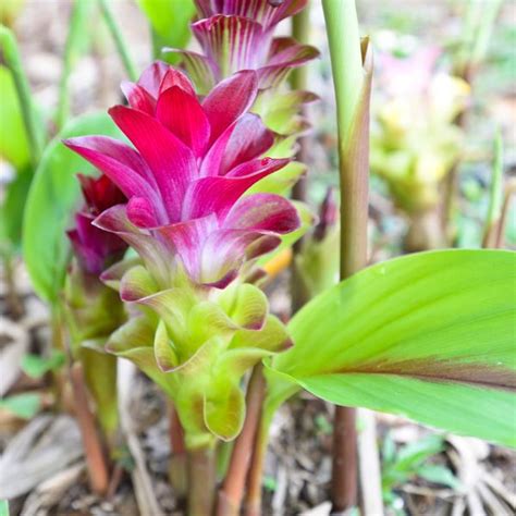 Zedoary White Turmeric Curcuma Zedoaria Mygardenlife