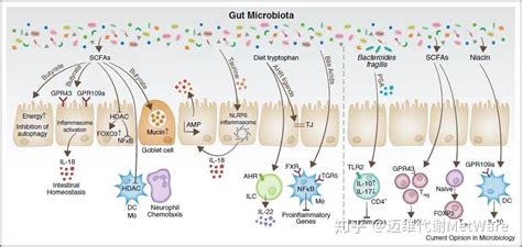 微生物代谢组 必看知识点：微生物与宿主的爱恨情仇 知乎