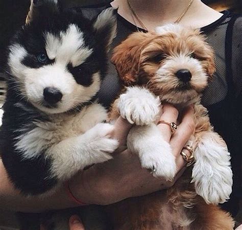 A Woman Holding Two Puppies In Her Hands