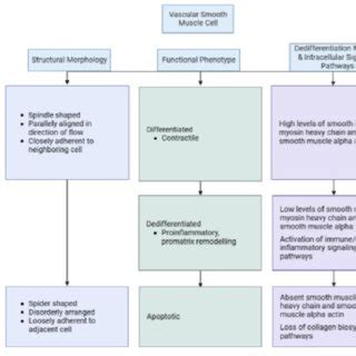 Comparative analysis of vascular smooth muscle cells in unruptured and ...
