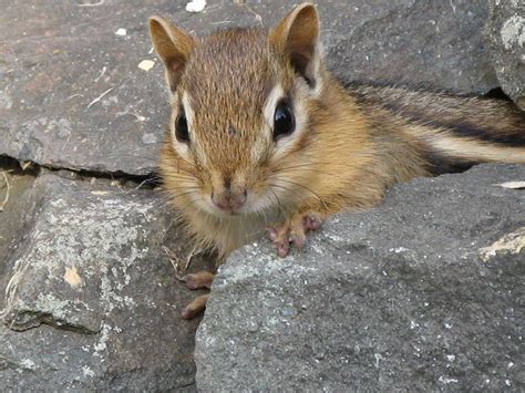 Homemade chipmunk repellent – Artofit