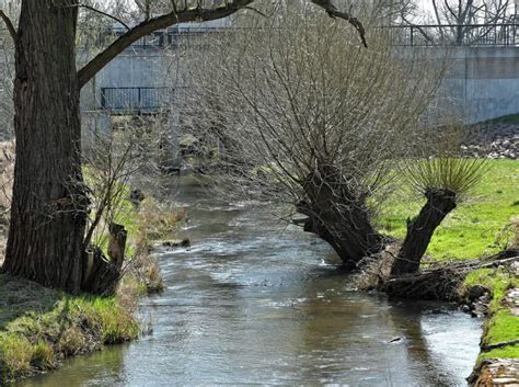 Geringer Fischbestand: Umwelt- und Naturschutz : Wie geht es der Rossel ...