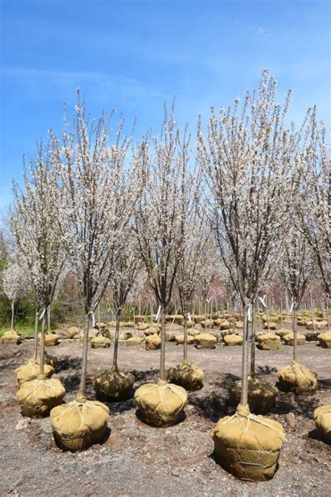 Prunus S Snowgoose Snowgoose Cherry Feeney S Wholesale Nursery