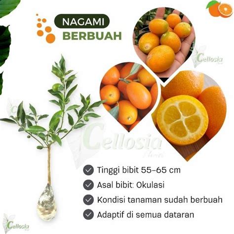 Jual Bibit Tanaman Buah Jeruk Nagami Kumquat Sudah Berbuah Shopee