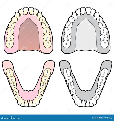 Human Tooth Chart Stock Vector Illustration Of Teeth