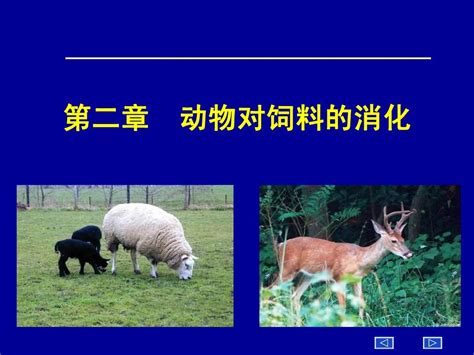 动物营养学 第二章 动物对饲料的消化与吸收 word文档在线阅读与下载 无忧文档