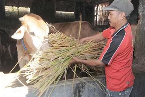 Terungkap Ini Alasan Limbah Jerami Padi Masih Jadi Pakan Alternatif