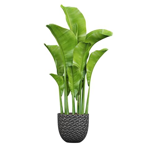 3d illustration of Strelitzia Nicolai plant in pot isolated on