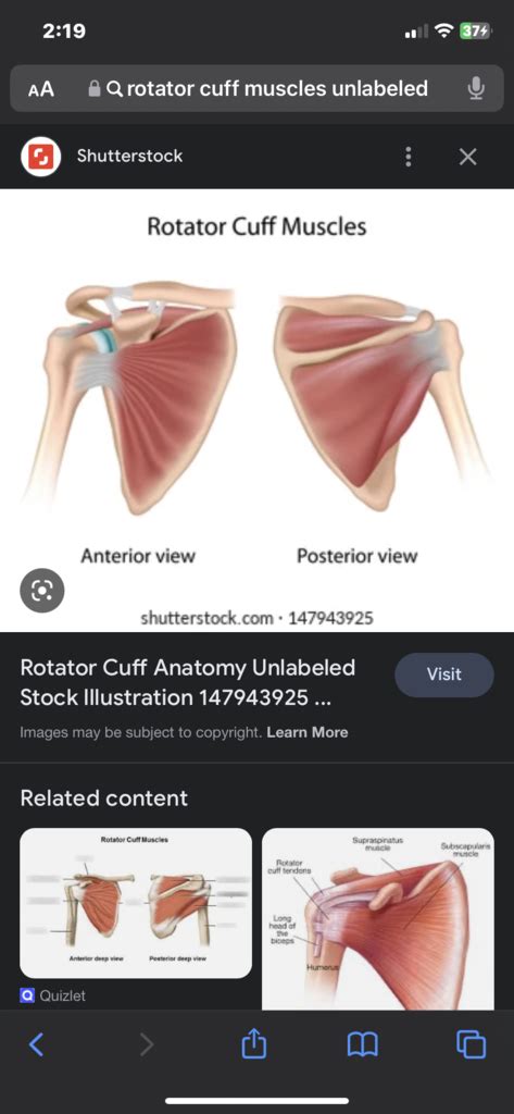 Rotator Cuff Muscles Diagram Quizlet