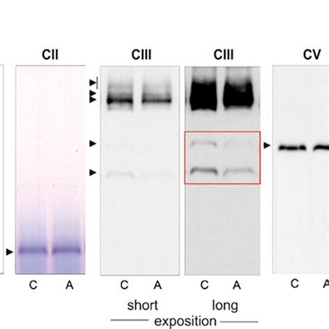 Blue Native Bn Page Showing Oxidative Phosphorylation Oxphos