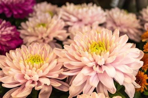 Charlotte Ross Bikini Wallpaper Stock Photos Free Royalty Free Stock Photos From Dreamstime