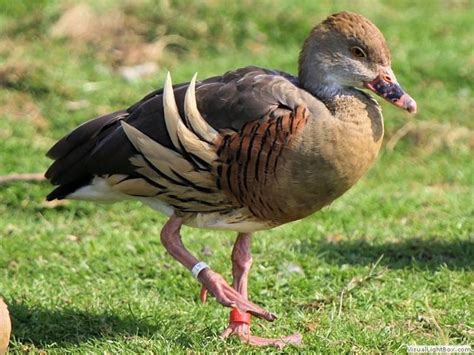 Plumed whistling duck - Alchetron, The Free Social Encyclopedia