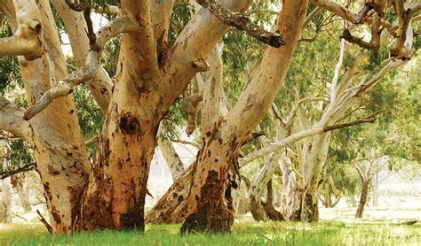 Forest Red Gum Tree