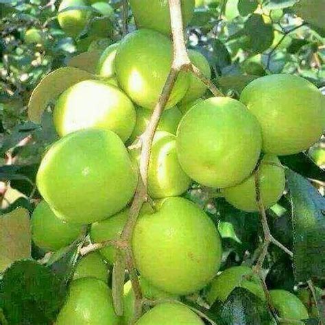 Green Apple Ber Plants At Rs 15 Piece Apple Ber Plants In North 24