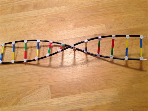 Dna Double Helix Model For Kids