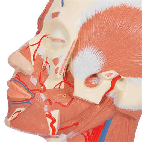 Musculatura De La Cabeza Con Vasos Sangu Neos B Smart Anatomy