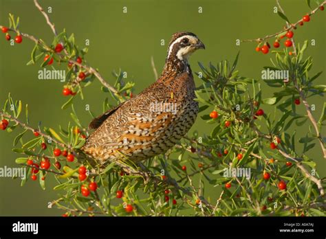 Northern Bobwhite Quail Colinus Virginianus Is The Only Quail Over