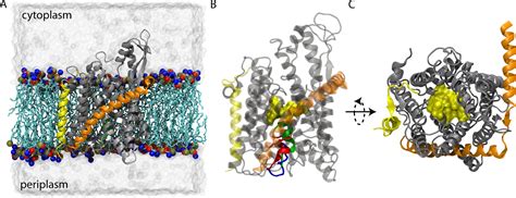 Figure From The Roles Of Pore Ring And Plug In The Secy Protein