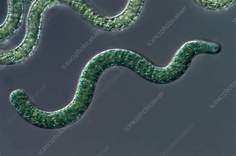 Spirulina Cyanobacteria Light Micrograph Stock Image C0031082