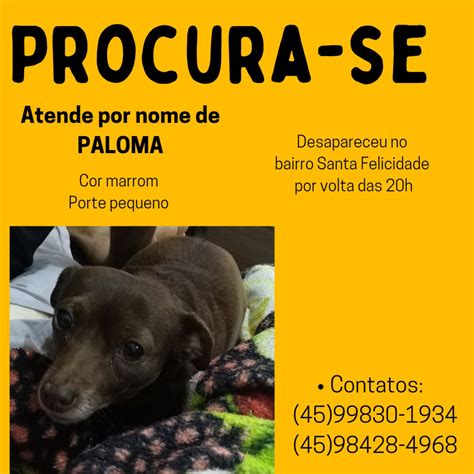 Cachorra Paloma Desapareceu No Bairro Santa Felicidade CGN O Maior