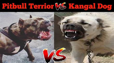 Turkish Kangal Vs Pitbull - Pitbull Dog