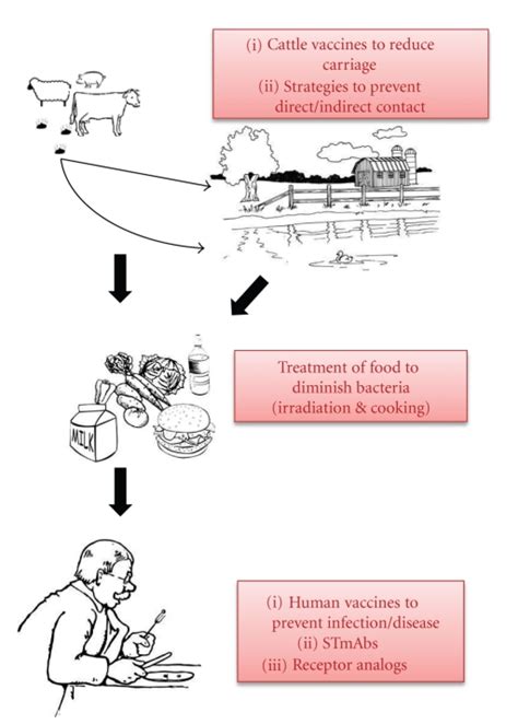 E Coli Prevention