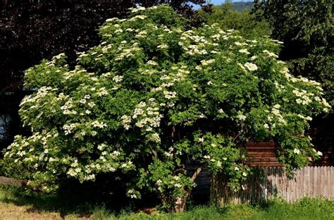 Sambucus Cutleaf Elderberry 13 Pot Hello Hello Plants