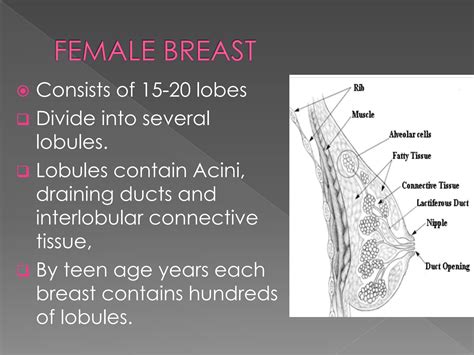 Solution 01 Anatomy Of Breast Studypool