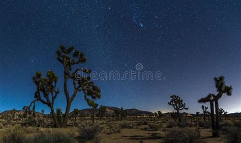 Joshua trees at night stock image. Image of desert, astro - 111040879