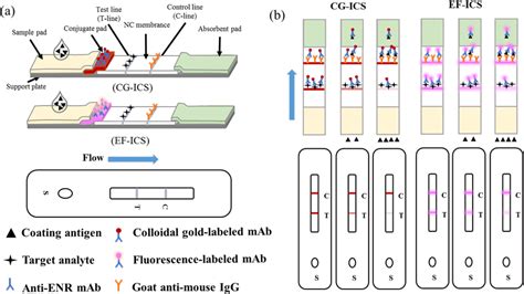 Schematic Diagram A And Illustration B Of The Immunochromatographic