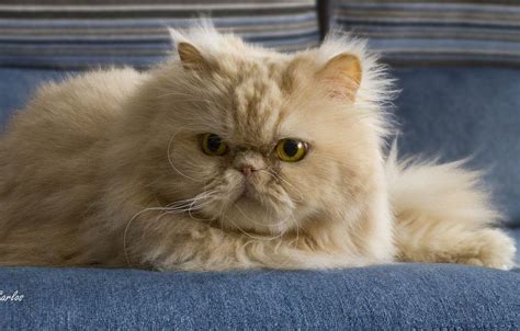 Persian Cat Hd Wallpapers Top Free Persian Cat Hd Backgrounds