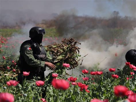 Foro Militar México on Twitter Fuerzas federales incineran plantío de