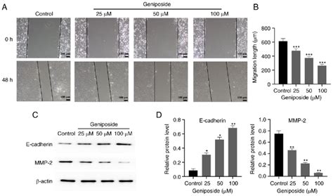 Geniposide Inhibits Scc Cell Migration A Wound Healing Assay Of