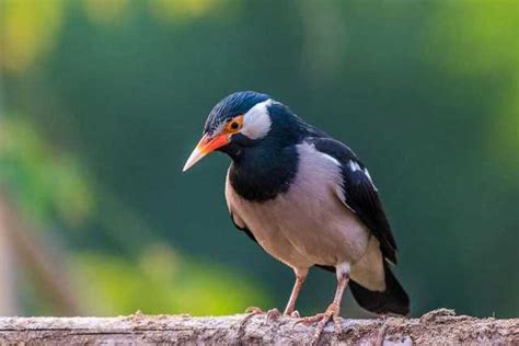 Daftar Harga Burung Jalak Terbaru Dan Terlengkap