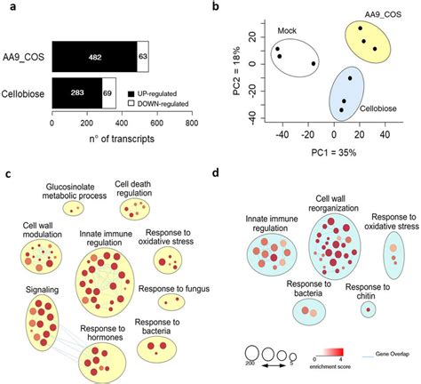 Global Analysis Of Early Transcriptomic Changes In Arabidopsis