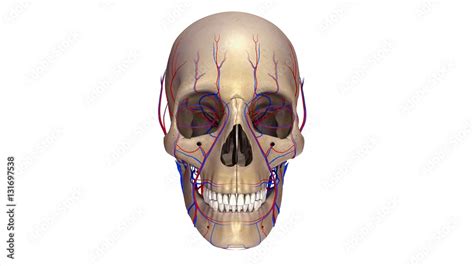 Skull With Blood Vessels Anterior View Stock Illustration Adobe Stock