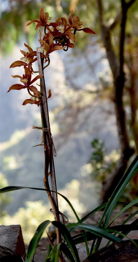 Cymbidium tracyanum – eFlora of India