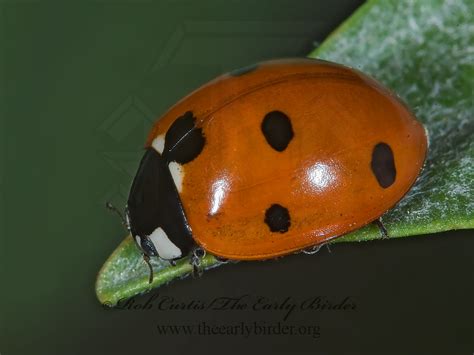 rob curtisthe early birder coccinellidae ladybird beetles