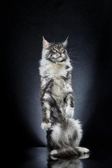 Кошки на задних лапах / Питомцы