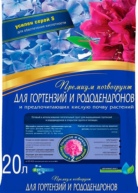Гортензия комнатная: уход в домашних условиях