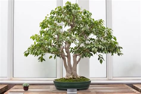 Ficus Benjamina Bonsai: How To Grow And Care