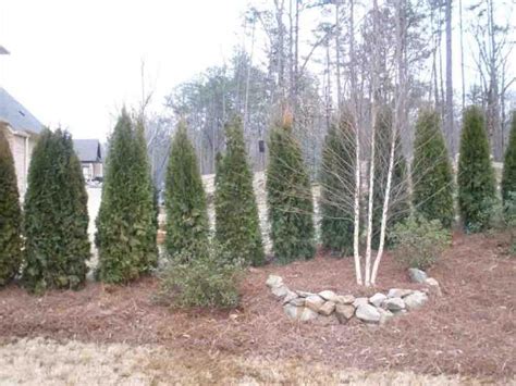 Privacy Shrubs | Gardner Landscaping, LLC.