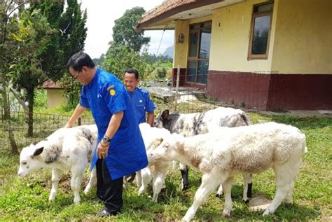 Kementan Baturraden Percepat Pengembangan Ternak Ruminansia