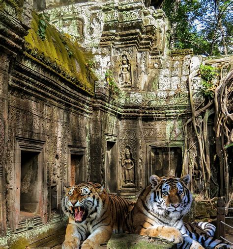 Tiger Temple Jungle Free Photo On Pixabay