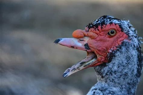 Canards de Barbarie en élevage intensif ou amateur