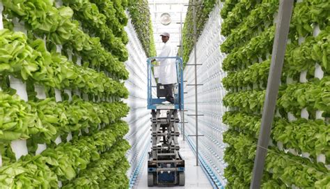 The Future Of Vertical Farming