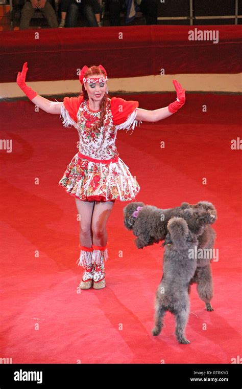 Caniches capacitados de realizar en el escenario de circo. Los perros ...