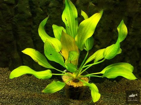 Echinodorus