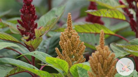 Growing Amaranth From Seed In Zone 6b7 Gardening For Beginners Cut